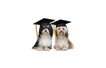 Kgb Academia Canina – Adestramento de Cães - Foto 1