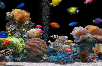 Aquatex Aquários - Foto 1