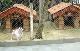 Canil Kovu Kennel – Tude Bastos - Foto 1