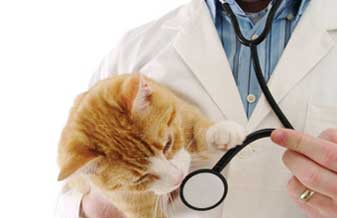 Centro Médico Veterinário Bichos & Grilos - Foto 1