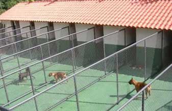 CKA Canil – Hospedagem de Cães - Foto 1