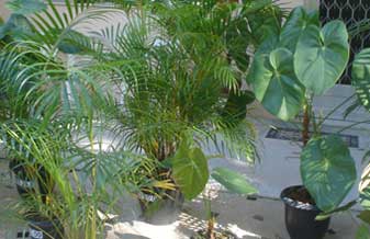 Novo Horizonte Comércio de Plantas e Jardins - Foto 1