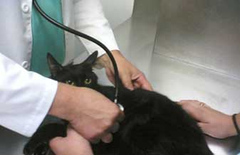 Clínica Veterinária Dr Ricardo Lander - Foto 1