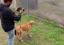 devolução de cachorro