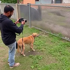 devolução de cachorro
