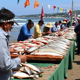 Festa da Tainha