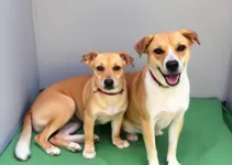 castração gratuita de cães e gatos