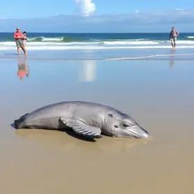 filhote de baleia encalhado
