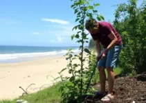 plantio de árvores